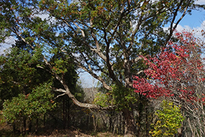 majestic oaks and spontanous
                                      groups of flowering dogwood