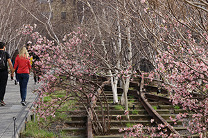 the High Line Gansevoort
                            Woodlands April 2015