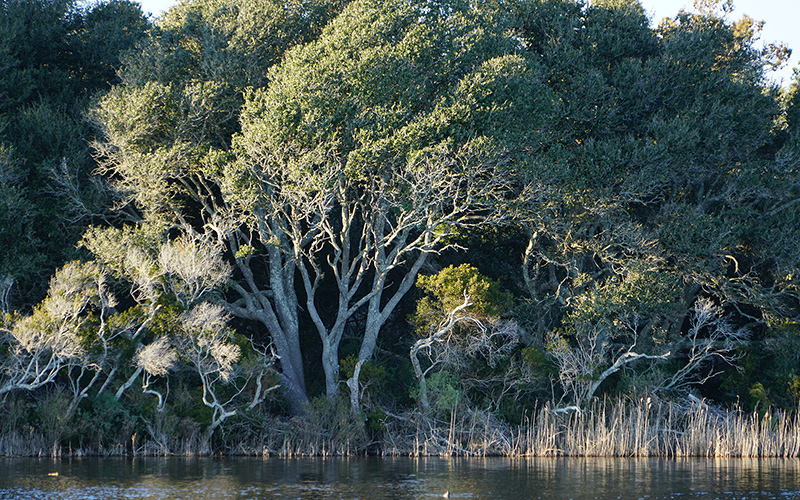 coastal oak forest Huntington
      Beach SC