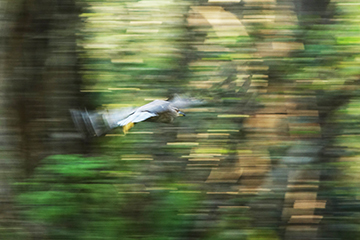 a night heron in flight at Corkscrew Swamp not
                  manipulated - the shutter was actuated while following
                  the bird with the camera