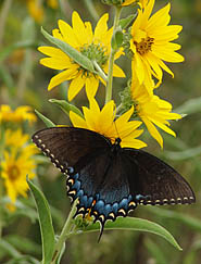 black swallowtail on sunflower at
                          Montgomery Farm